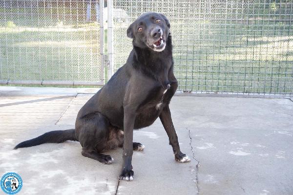 Pako: energia, carattere e tanta voglia di ricominciare Foto 4